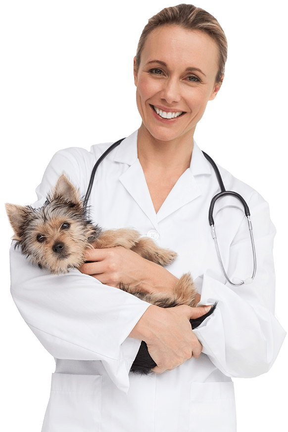 Your Pet's Vets picture of a licensed vet with a white coat holding a cute Yorkie puppy.