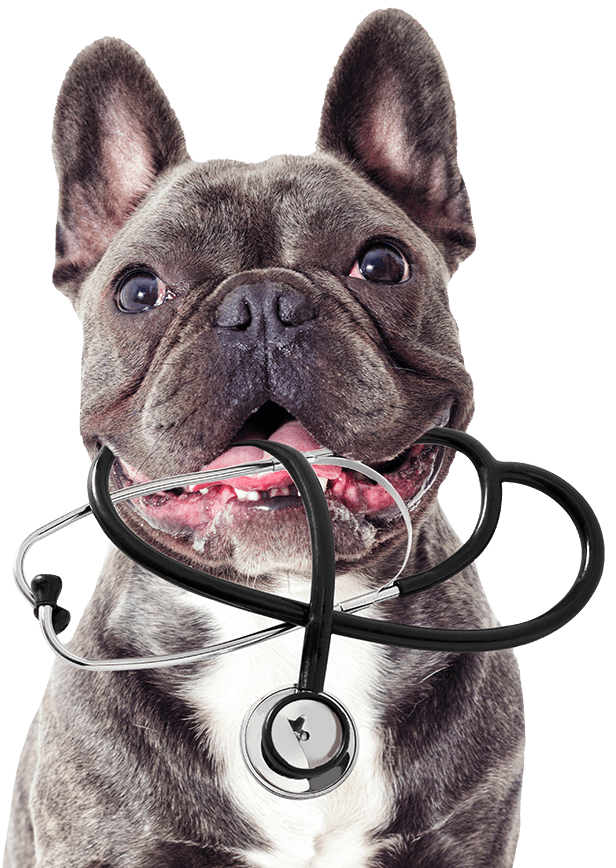 Your Pet's Vets picture of a French Bulldog with his mouth open and holding a stethoscope in its mouth.