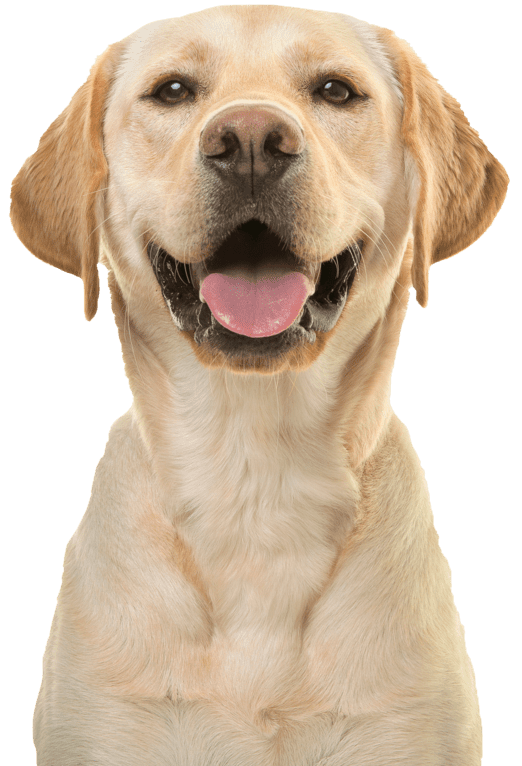 Your Pet's Vets picture of a smiling dog looking at the camera.